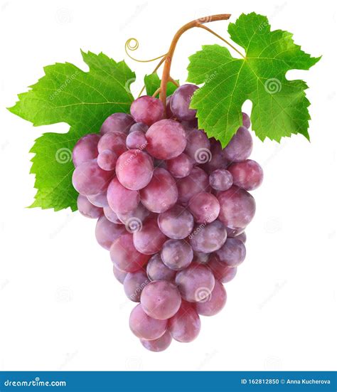 Hanging Bunch Of Red Grapes Stock Photo Image Of Leaf Close 162812850