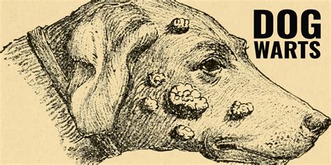 What Causes Warts On Dogs Lips