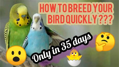 Get A Chick In 35 Days Quick Breeding Tips Of Lovebirds How To