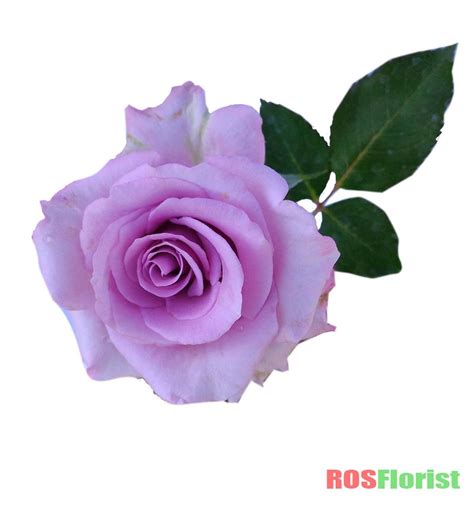 Jual Tanaman Bunga Mawar Ungu Muda Di Lapak Rosflorist Rosflorist