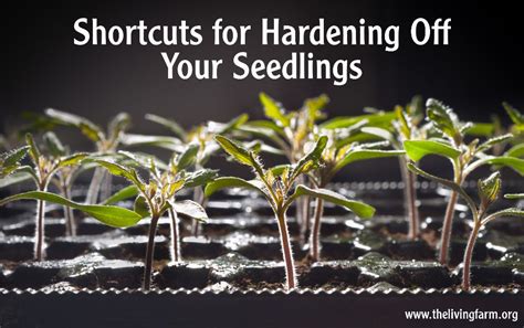 How To Harden Off Seedlings In 7 Days Or Less Hardening Off Seedlings