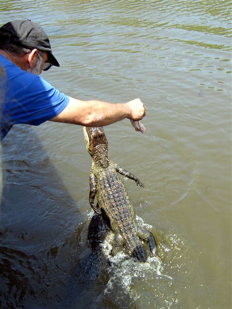 Alligator Around Bayou Barataria Louisiana Swamp Tour Flickr
