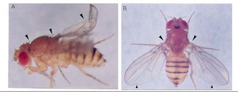 figure 4 from teaching and learning genetics with drosophila 2 mutant phenotypes of drosophila