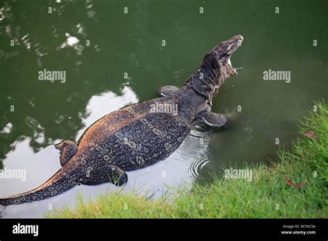 St Zur Wahrheit Asser Monitor Lizards In Thailand Wasserdicht Beweise Evakuierung