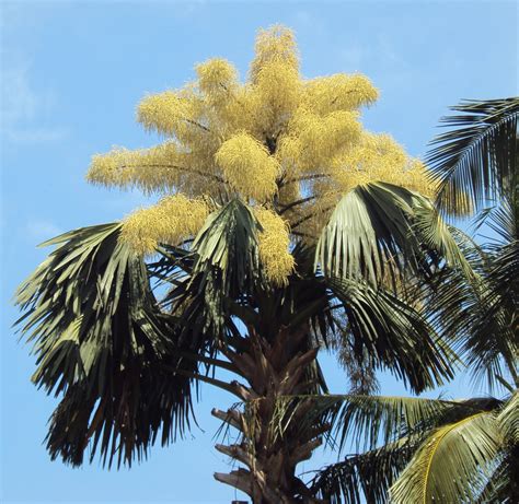 Record Breaking Palms — In Defense Of Plants