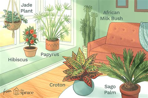 30 Indoor Plants That Love Full Sun Easy House Plants Plants House