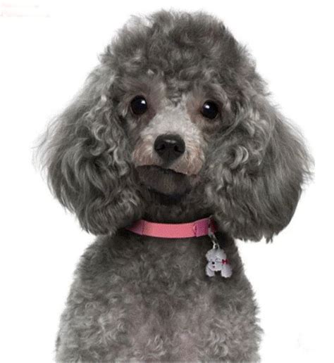 Silver Toy Poodle Cutie Diy 5d Diamond Painting Kit Full Etsy