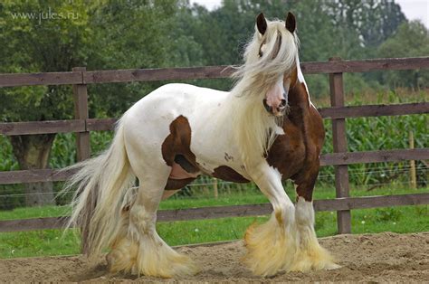 Irish Cob Photo And Image Animals Pets And Farm Animals Horses Images