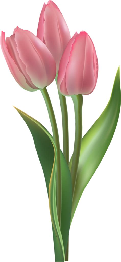 Tulip Flower Clip Art Tulip Png Download 6401384 Free