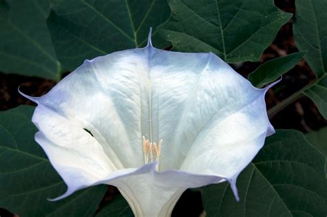 Jenny On Twitter This Is By Arches National Park The Sacred Datura