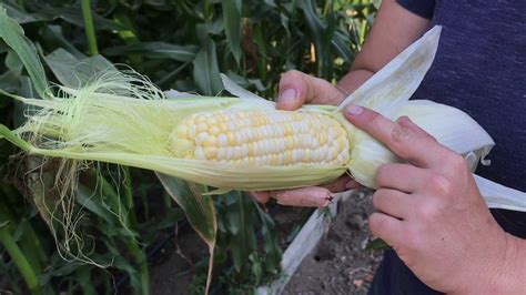 When To Harvest Your Sweet Corn Youtube
