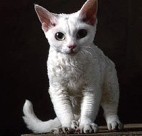 6 Worlds Weirdest Looking Cat Breeds Hubpages