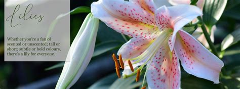 Buy Lily Bulbs Top Quality Lilies For Sale Gold Medal Winning