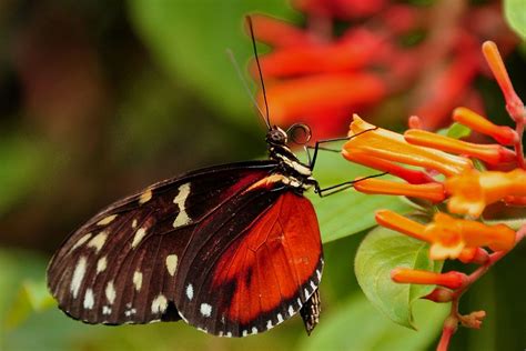 Rainforest Butterflies Photos And Info