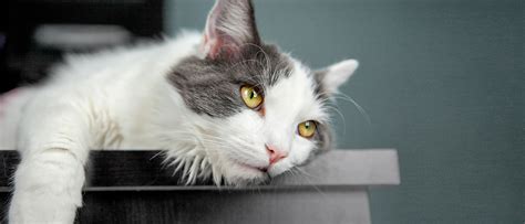 Understanding Feline Infectious Peritonitis ROYAL