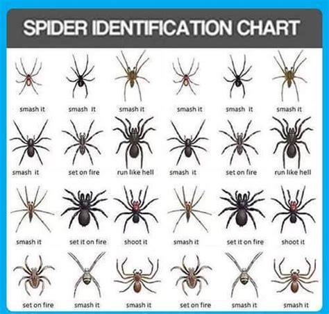 Home of over 35 unique games like megawalls, warlords and blitz:sg! Spider identification chart shows you what to do in an emergency situation. - RealFunny