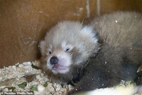Tuesday 16 August 2022 0940 Am Endangered Red Panda Gives Birth To Cub