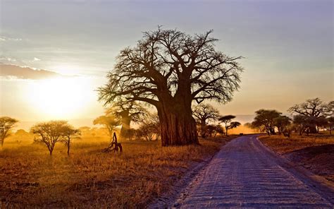Африка Фото Природы Telegraph