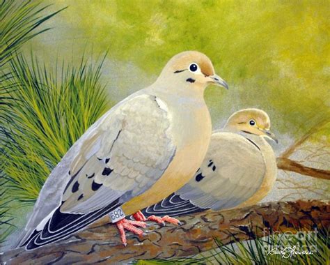 Morning Doves Painting By Barry Louwerse Fine Art America