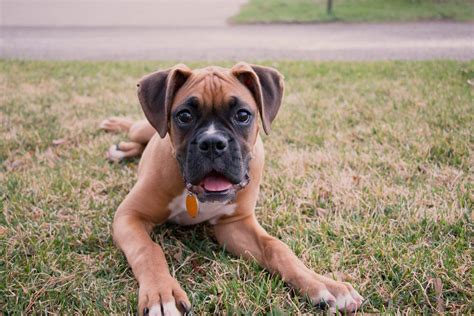 Can Boxer Dogs Be Black