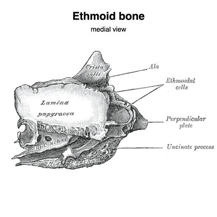 Ethmoid Bone Radiology Reference Article Radiopaedia Org