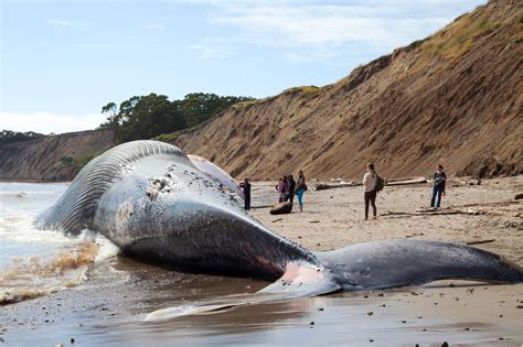 79 Foot Blue Whale Hit By Ship Washes Up Dead On Northern California
