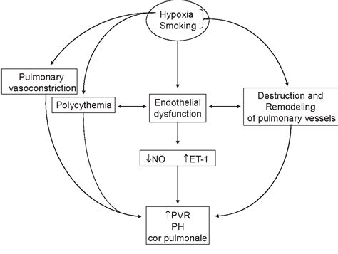 Pulmonary Hypertension And Chronic Cor Pulmonale In Copd Semantic Scholar