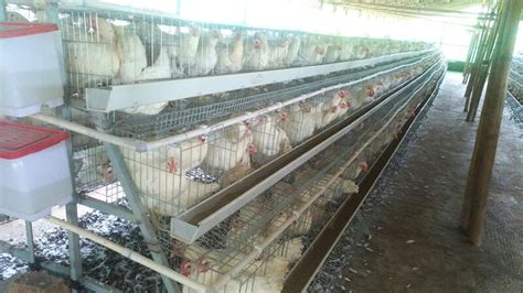 Small Layer Chicken Egg Farming Business In India Hightop Poultry