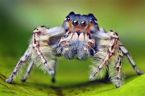 Amazing Spiders Strange And Interesting Arachnid Facts Jumping