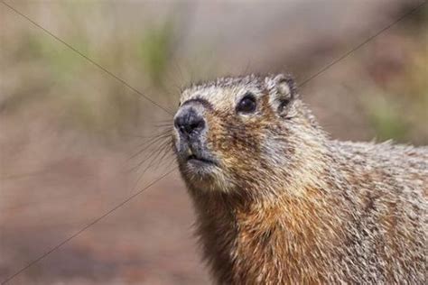Groundhog Woodchuck Whistle Pig Land Beaver Marmota Monax Yel