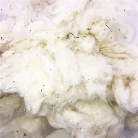 Ginned Organic Cotton Fiber The Woolery