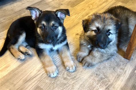 Pamela Oconner Brightwood Akc German Shepherds Puppies For Sale