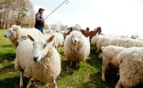 10 Things Ive Learned From Lambs Modern Farmer