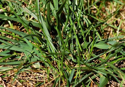 Images of Grass And Weed Control