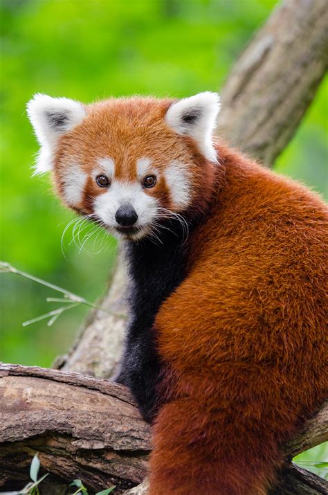Red Panda Bamboo Dinner Jang Snacks On Some Bamboo At Arou Flickr