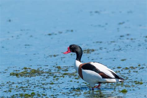 Wild Goose Swamps And Lakes Of Europe Stock Image Image Of Black