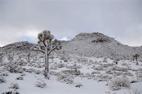 Joshua Tree National Park In The Snow Travel