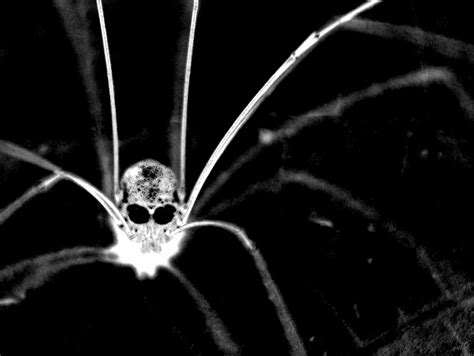 One Creepy Spider Photograph By Salman Ravish Fine Art America