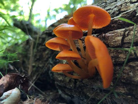 The Surprisingly Exciting World Of Arkansas Mushroom Foraging Only In