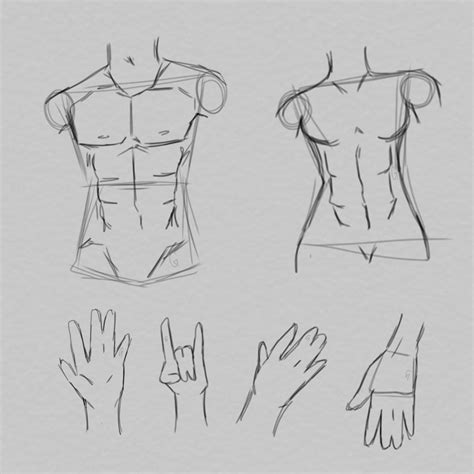 Rule 34 Abs Reference Male Sketch Drawings Crunches Abdominal Muscles Killer Abs Six