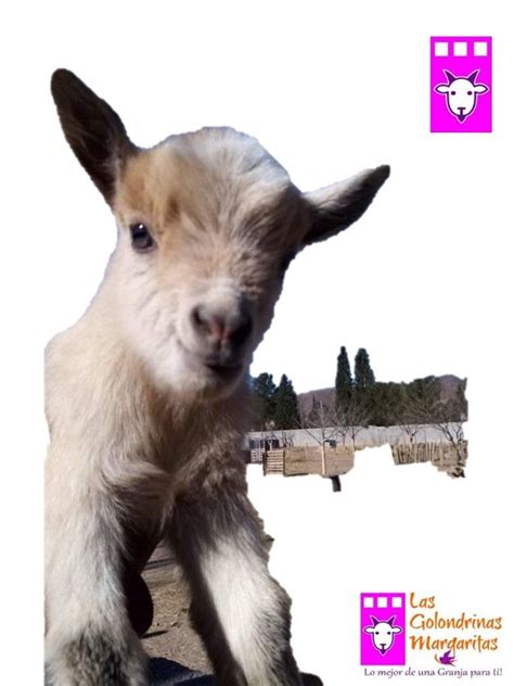 Cabrita Enana Nigeriana Dwarf Nigerian Goat Cabras Enanas