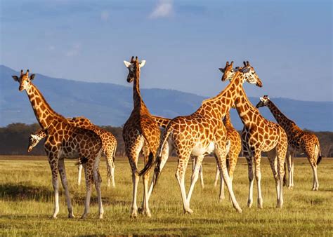Guide To Giraffe Species How Many Types Of Giraffes Are There