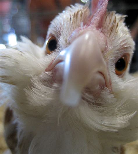 Do The Funky Chicken Weird Breeds Of Chicken From Home Wealth