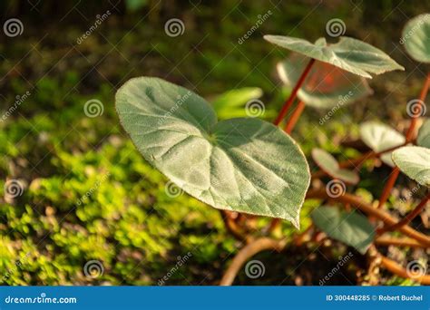 Begonia Acetosa Plant In Saint Gallen In Switzerland Stock Image