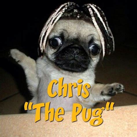 Chris The Pug Lol Pugs Nsync Lol