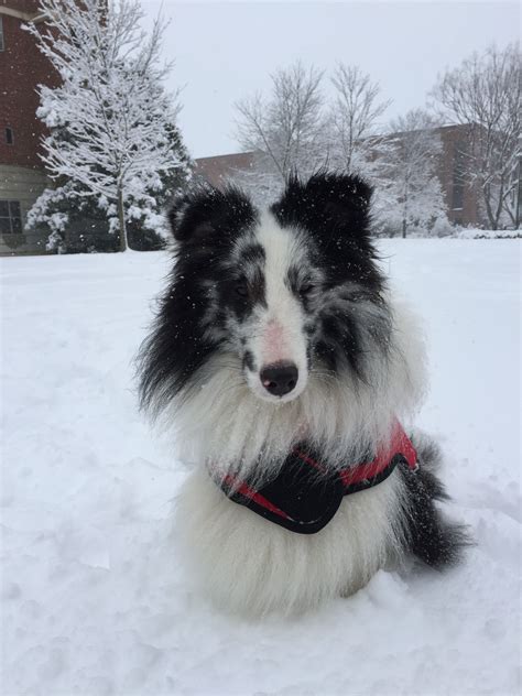 Sheltie Snow Fun Snow Fun Sheltie Dogs