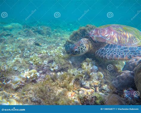 Sea Turtle Eats Seaweed Exotic Marine Turtle On Sea Bottom Photo Stock