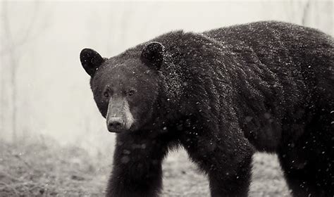 Snow Bear A Black Bear In The Snow Dan Newcomb Photography Flickr