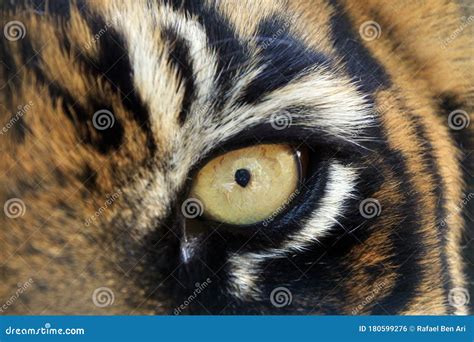 Bengal Tigers Animal Eye Looking At Camera Stock Photo Image Of Face