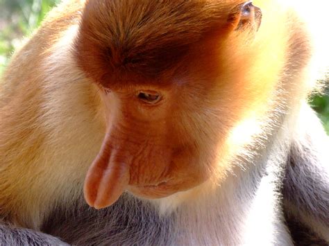 Proboscis Monkeys At Labuk Bay